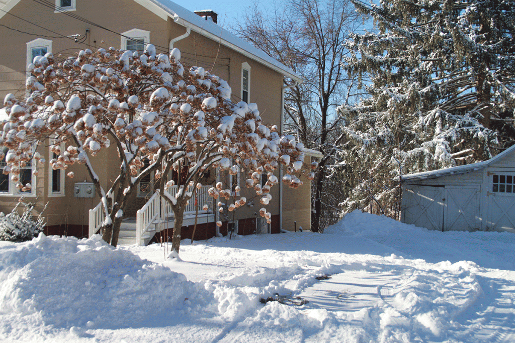 House and and property coated with snow. 