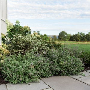 A bed space within a rectilinear walkway featuring native to New York plantings like Nepeta, Hydrangea, boxwood, and Dogwood in Gardiner, NY, installed by Masseo Landscape, Inc.