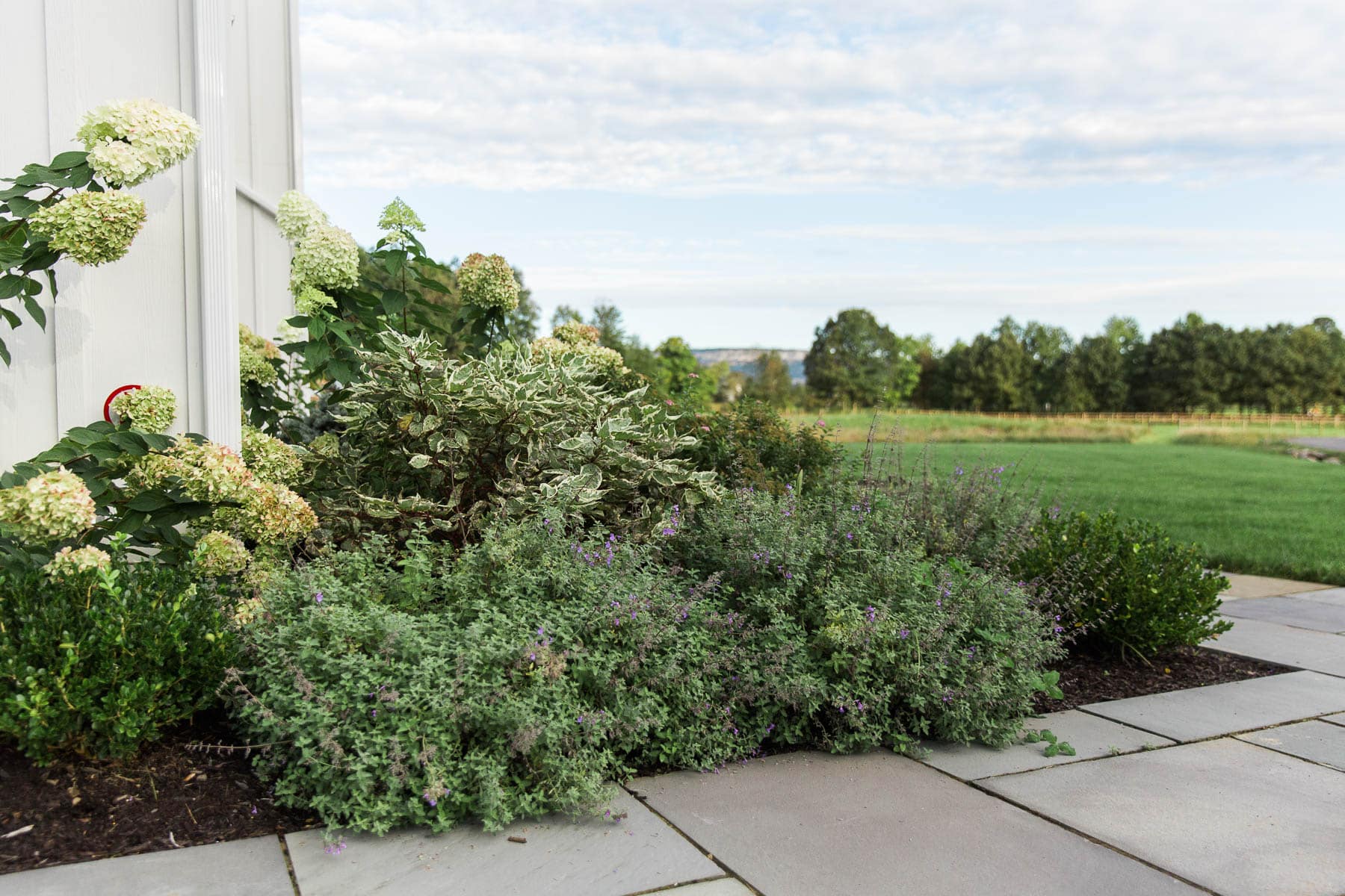 A bed space within a rectilinear walkway featuring native to New York plantings like Nepeta, Hydrangea, boxwood, and Dogwood in Gardiner, NY, installed by Masseo Landscape, Inc.