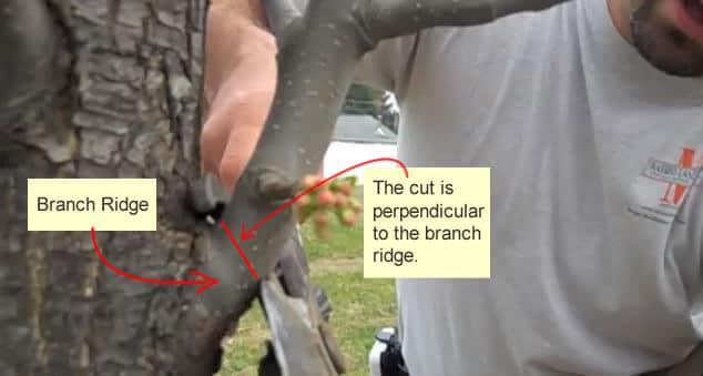 Tree Pruning Angle